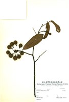 藏品(瓜馥木)的圖片